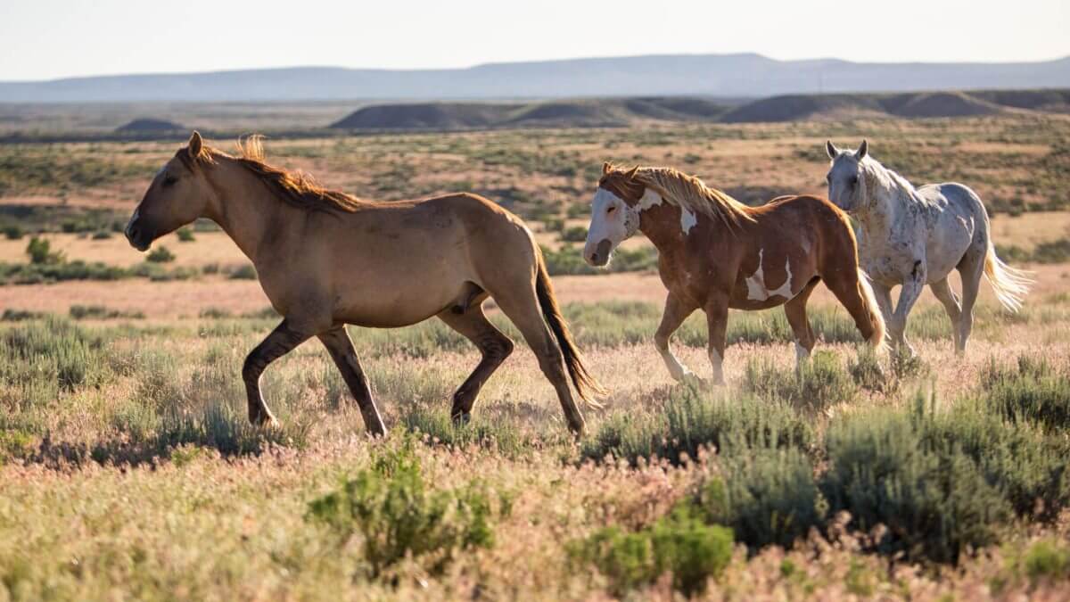 11 Things To Do Outdoors In Colorado This Summer 