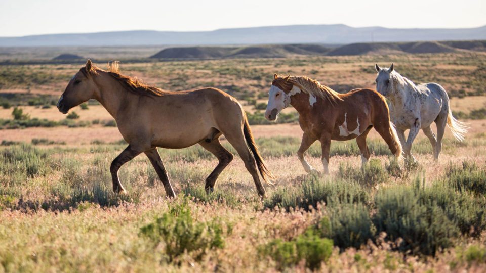 11 Things to do Outdoors in Colorado this Summer | The Denver Ear