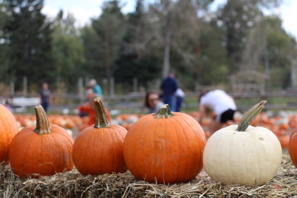 Colorado Fall, Pumpkin and Harvest Festivals 2018 | The Denver Ear