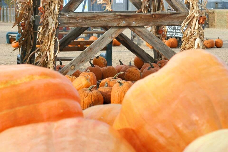 Colorado Fall, Pumpkin and Harvest Festivals 2018 | The Denver Ear