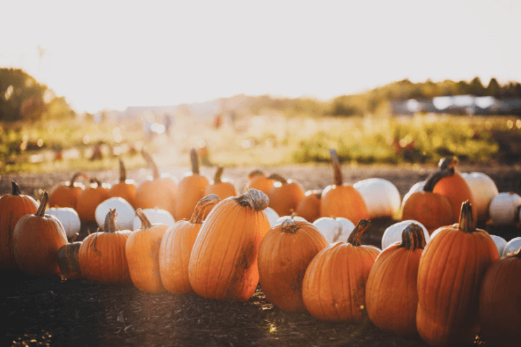 Pumpkin Patch | The Denver Ear