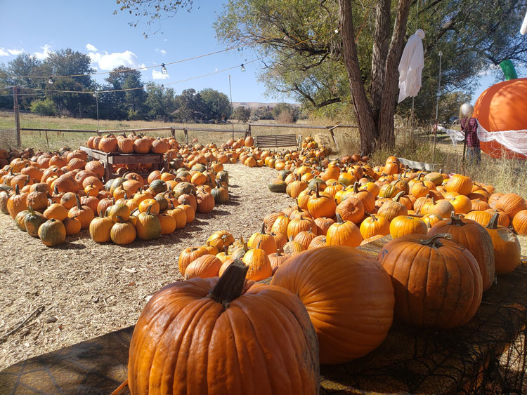 Pumpkin Patches in and around Denver 2024 The Denver Ear