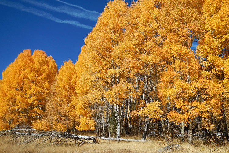 The Ultimate Fall Bucket List for Denver | Things To Do in Denver in ...