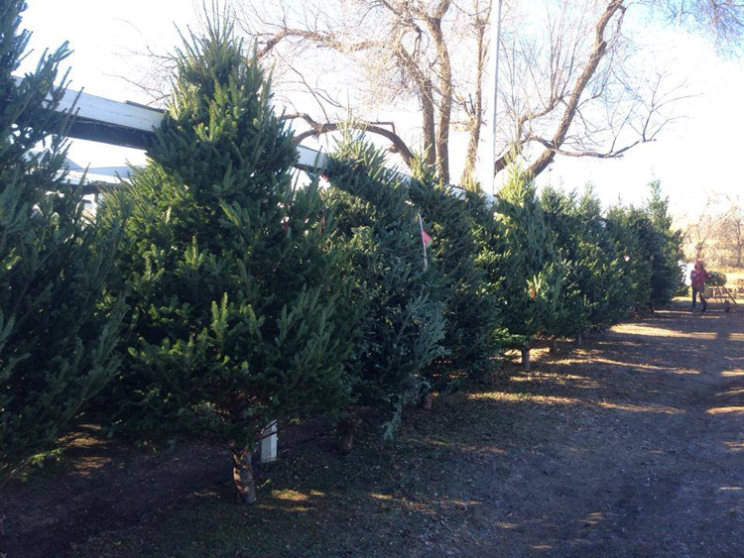 Where to Get a Real Christmas Tree in the Denver Area, Mapped